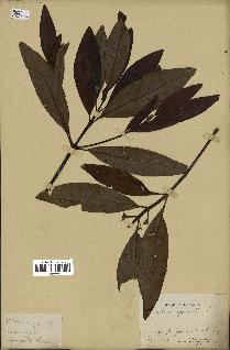 spécimen de Cinchona officinalis