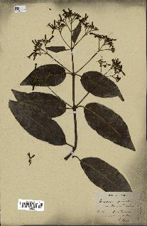 spécimen de Cinchona officinalis