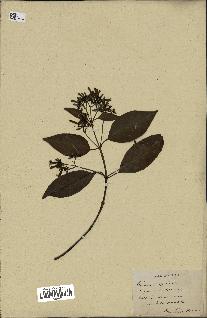 spécimen de Cinchona officinalis