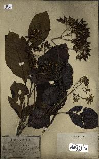 spécimen de Cinchona officinalis