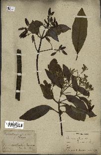 spécimen de Cinchona officinalis