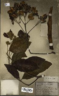 spécimen de Cinchona officinalis