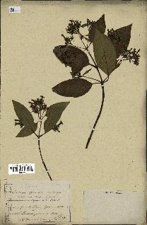 spécimen de Cinchona officinalis