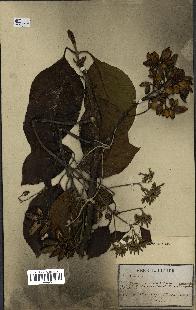 spécimen de Cinchona officinalis