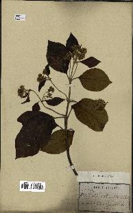 spécimen de Cinchona officinalis