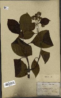 spécimen de Cinchona officinalis