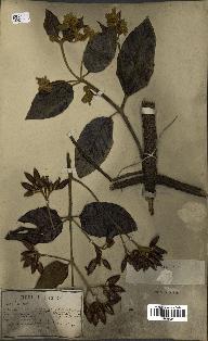 spécimen de Cinchona officinalis
