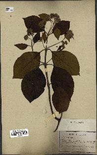 spécimen de Cinchona officinalis