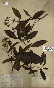spécimen de Cinchona officinalis