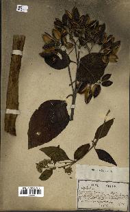 spécimen de Cinchona officinalis