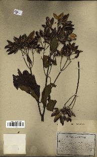 spécimen de Cinchona officinalis