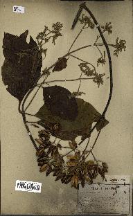 spécimen de Cinchona officinalis