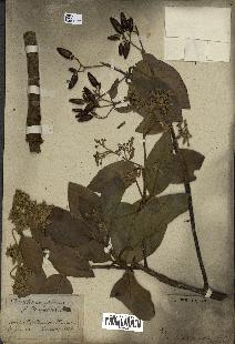 spécimen de Cinchona officinalis