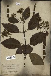 spécimen de Cinchona officinalis