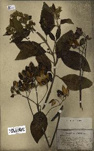 spécimen de Cinchona officinalis