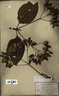 spécimen de Cinchona officinalis