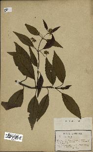 spécimen de Cinchona officinalis