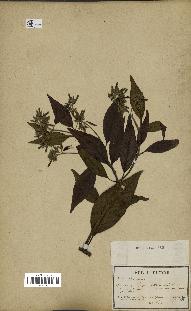 spécimen de Cinchona officinalis