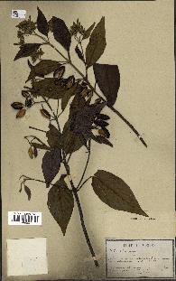 spécimen de Cinchona officinalis