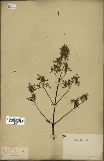 spécimen de Cinchona ledgeriana x succirubra