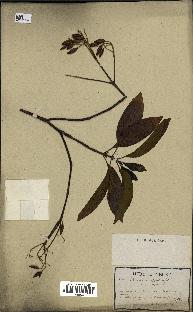 spécimen de Cinchona officinalis