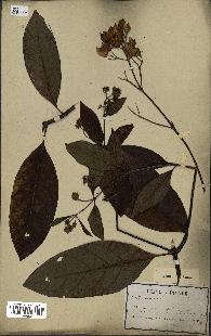 spécimen de Cinchona officinalis