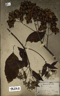 spécimen de Cinchona officinalis