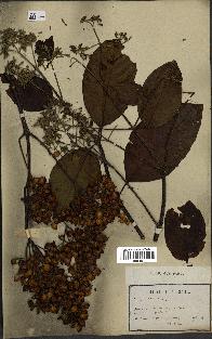 spécimen de Cinchona officinalis