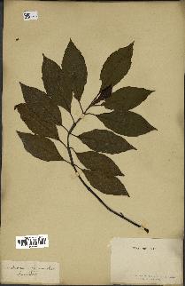 spécimen de Cinchona officinalis