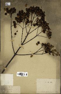 spécimen de Cinchona officinalis