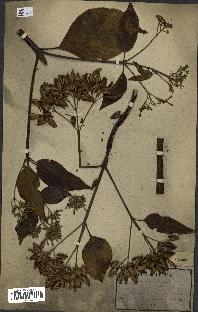spécimen de Cinchona officinalis