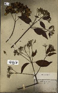 spécimen de Cinchona officinalis