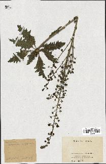 spécimen de Verbascum blancheanum