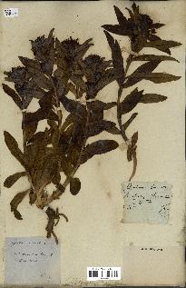 spécimen de Gentiana cruciata