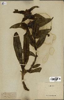 spécimen de Gentiana cruciata