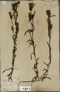 spécimen de Gentiana pneumonanthe