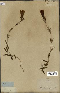 spécimen de Gentiana pneumonanthe