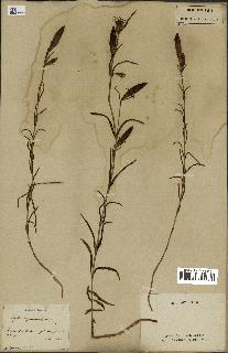 spécimen de Gentiana pneumonanthe