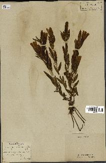 spécimen de Gentiana pneumonanthe