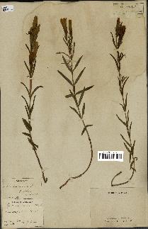 spécimen de Gentiana pneumonanthe