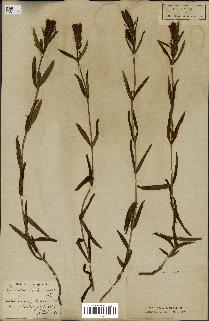 spécimen de Gentiana pneumonanthe