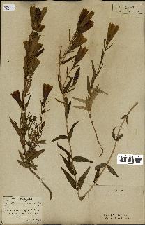 spécimen de Gentiana pneumonanthe