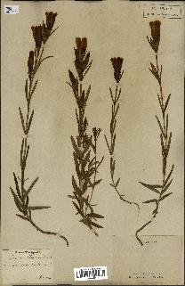 spécimen de Gentiana pneumonanthe