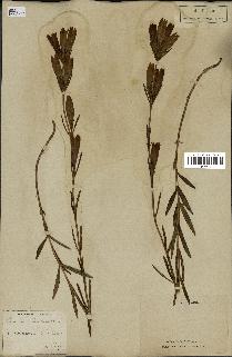 spécimen de Gentiana pneumonanthe
