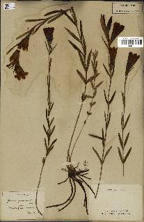 spécimen de Gentiana pneumonanthe