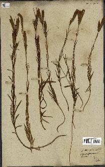 spécimen de Gentiana pneumonanthe