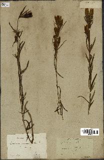 spécimen de Gentiana pneumonanthe