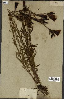spécimen de Gentiana pneumonanthe