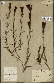 spécimen de Gentiana pneumonanthe