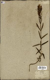 spécimen de Gentiana pneumonanthe